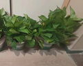 雙盟綠蘿盆栽除甲醛花卉綠植辦公室新房?jì)艋諝?80加侖4盆裝源頭直發(fā) 曬單實(shí)拍圖