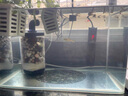 森森（SUNSUN）魚(yú)缸加熱棒自動(dòng)恒溫水族箱烏龜缸加溫棒小型魚(yú)缸數顯加熱器防爆 200W數顯自動(dòng)控配保護套 曬單實(shí)拍圖