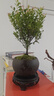 八芽 小葉赤楠盆景擺件室內綠植花卉盆栽老樁客廳辦公室桌面好養植物 【推薦款】小葉赤楠+舍得紫砂盆+苔蘚鋪面+底座 曬單實(shí)拍圖