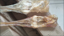 鹿筋正宗鹿蹄筋干貨批發(fā)價(jià) 特級鹿筋 煲湯泡酒 鹿筋 鹿筋【500克】整條的 曬單實(shí)拍圖