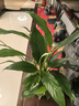 植男植女白掌盆栽花卉植物室內綠植好養凈化空氣源頭直發(fā) 曬單實(shí)拍圖