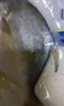 翔泰 海南金鯧魚(yú)凈重900g 2條裝  魚(yú)類(lèi)生鮮 火鍋食材 海鮮水產(chǎn) 中秋 曬單實(shí)拍圖