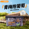 佰斯納特青梅抱葡萄240g/罐 蜜餞果干網(wǎng)紅零食小吃水果干果脯辦公室 曬單實(shí)拍圖