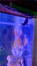 百綸木千草金魚(yú)觀(guān)賞魚(yú)冷水魚(yú)不加溫新手好養純種鳳尾大紅草魚(yú)苗 3-5cm草金魚(yú)55條 送魚(yú)糧 曬單實(shí)拍圖