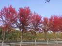 開(kāi)時(shí)果 小葉赤楠盆景擺件 辦公室桌面綠植花卉好養盆栽植物源頭直發(fā)包郵 【推薦款】舍得紫砂盆+苔蘚+底座 曬單實(shí)拍圖