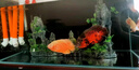 魚(yú)呼吸魚(yú)缸底吸變頻潛水泵 YHX-057-16W 假山池低循環(huán)抽水小型吸糞器 曬單實(shí)拍圖