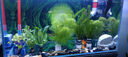 魚(yú)缸孵化盒孔雀魚(yú)繁殖隔離盒小型魚(yú)卵魚(yú)苗斑馬魚(yú)斗魚(yú)缸內魚(yú)缸用品 小號白孵化桶（雙層整套）送吸盤(pán) 水族隔離箱 曬單實(shí)拍圖