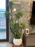 嘆為觀(guān)止大型植物發(fā)財樹(shù)各種大顆盆栽開(kāi)業(yè)喬遷客廳辦公室內好養大型花卉 造型鴨腳木【1.5-1.7米】 含盆 曬單實(shí)拍圖