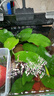 【京東物流】水草套餐 好養耐活真水草植物綠菊大葉綠九冠魚(yú)缸 丹麥榕沉木雙頭 曬單實(shí)拍圖