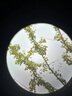 星特朗樂(lè )途10-25x50變倍便攜單筒望遠鏡戶(hù)外驢友登山演唱會(huì ) 黑色 曬單實(shí)拍圖