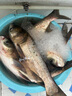 金龍魚(yú)餌鰱連發(fā)600克鰱鳙餌料浮釣大頭魚(yú)花鰱手竿專(zhuān)用白鰱餌料 鰱連發(fā)600g*2包 曬單實(shí)拍圖