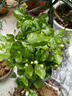 開(kāi)時(shí)果 茉莉花盆栽濃香型 桌面綠植物陽(yáng)臺(tái)花卉樹(shù)苗盆景擺件源頭直發(fā)包郵 精品茉莉花5-10株【原生盆】 曬單實(shí)拍圖