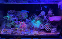 威力頓國象珊瑚專(zhuān)用膠海缸水族造景SPS粘珊瑚基座底座紐扣活石LPS魚(yú)缸水草莫斯強力啫喱膠水可水下操作 國象珊瑚膠20g*3支(送指套) 曬單實(shí)拍圖