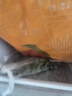 獐子島 冷凍蒜蓉粉絲扇貝 凈重600g 18只 燒烤食材 生鮮 海鮮水產(chǎn)  曬單實(shí)拍圖