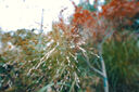 松下S9（18-40mm F4.5-6.3）套機（Panasonic） 全畫(huà)幅微單 實(shí)時(shí)Lut 濾鏡直出 連接app極速分享-橙 曬單實(shí)拍圖