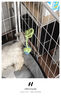 HELLOJOY狗狗玩具 耐咬磨牙棉繩球套裝寵物幼犬小狗玩具自己玩解悶5件套 曬單實(shí)拍圖