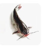 其他品牌鮮活叉尾鮰魚(yú)1條（1-1.5kg/條） 曬單實(shí)拍圖