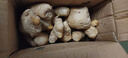 山東大姜水洗老姜塊調料蔬菜牛肉三文魚(yú)食材 山東老姜帶箱 500g 曬單實(shí)拍圖