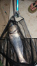 民間藝人成品子線(xiàn)雙鉤手工綁好魚(yú)鉤魚(yú)線(xiàn)金袖伊勢尼有刺白條鯽鯉釣魚(yú)套裝 曬單實(shí)拍圖