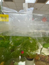 春瑞黑殼蝦水族箱水草缸清潔除藻工具淡水觀(guān)賞蝦大和藻蝦寵物活體飼料 黑殼25+25抵損耗 曬單實(shí)拍圖