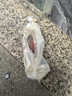 樂(lè )淘逸寵血紅鸚鵡魚(yú)活體發(fā)財魚(yú)財神魚(yú)大型熱帶觀(guān)賞魚(yú)淡水好養 10-11紅黃鸚鵡+黑白地圖共4條 曬單實(shí)拍圖