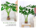行湘水培綠植盆栽桌面植物春羽3株30-35cm+18透明折紙玻璃瓶 源頭直發(fā) 曬單實(shí)拍圖