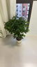 桂花樹(shù)苗桂花苗盆栽金桂四季桂室內外濃香型陽(yáng)臺花卉綠植庭院盆景植物 狀元紅【濃香型】 5年苗【開(kāi)花多多】 曬單實(shí)拍圖