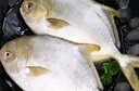 鮮城故事 【冰鮮】金鯧魚3條/共1200g 萬山島地標 中秋 現(xiàn)捕現(xiàn)發(fā) 源頭直發(fā) 曬單實拍圖