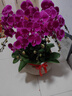 花藝灣鮮花同城配送真蝴蝶蘭盆栽帶花年宵花生日禮物開(kāi)業(yè)喬遷暖居 10株粉紅色蝴蝶蘭盆栽 曬單實(shí)拍圖