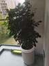 愛(ài)優(yōu)尚幸福樹(shù)盆栽客廳室內大型綠植辦公室喬遷新家綠寶凈化空氣源頭直發(fā) 曬單實(shí)拍圖