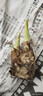 重瓣晚香玉種球大花球根濃香型多年生夜來(lái)香切花陽(yáng)臺庭院花卉盆栽 紅色3個(gè)芽【新手易種】 曬單實(shí)拍圖
