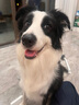 伯納天純生鮮系列全價(jià)通用犬糧牧場(chǎng)狂歡凍干(牛肉+羊肉+兔肉)10kg/20斤 曬單實(shí)拍圖