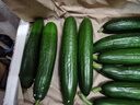 京鮮生 山東荷蘭水果黃瓜凈重5斤 單果70g+ 健康輕食早餐 源頭直發(fā) 曬單實(shí)拍圖