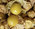 東北姑娘果新鮮當季水果黃菇娘燈籠果酸甜可口甜菇娘特產(chǎn)京東包郵 【帶箱3斤】東北姑娘果 曬單實拍圖