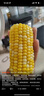 失重密碼水果玉米段2.4斤 1200g/袋 開(kāi)袋即食東北 新鮮甜玉米真空低脂早餐 曬單實(shí)拍圖