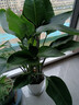 花財主天堂鳥(niǎo)盆栽辦公室大型綠植客廳盆栽家用吸甲醛凈化空氣綠植 5-6天堂鳥(niǎo)1.2-1.3m【梯形盆】 曬單實(shí)拍圖