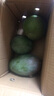 京鮮生 攀枝花凱特芒果 凈重4.5斤 單果300g+ 生鮮水果源頭直發(fā) 曬單實(shí)拍圖