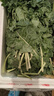 京地達山東新鮮羽衣甘藍凈重2斤 新鮮蔬菜榨汁沙拉食材源頭直發(fā)包郵 曬單實(shí)拍圖