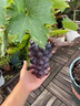 花賽特大巨峰藍寶石紅富士葡萄苗南北方種植耐寒庭院爬藤無(wú)籽葡萄樹(shù)苗 一樹(shù)多果 3年苗【明年結果】 曬單實(shí)拍圖