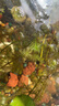 瘋狂水草亞馬遜水草泥和種子 魚(yú)缸水草泥造景套餐水草缸底砂底沙 水藻泥2L 曬單實(shí)拍圖