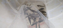 螺絲青魚(yú)苗批發(fā)淡水活魚(yú)苗次日達附近本地特大螺螄青黑鯇草魚(yú)苗烏青魚(yú)苗 20條6-8厘米青魚(yú)苗【送10%防損】 曬單實(shí)拍圖
