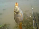 秒粘豆 黑坑鯉魚(yú)野釣麻團皮筋顆?；~(yú)鯽魚(yú)餌料競技魚(yú)餌打窩釣餌 1瓶裝（【滑魚(yú)克星】） 曬單實(shí)拍圖