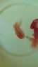 凱希慕金魚(yú)小魚(yú)觀(guān)賞魚(yú)【運輸包損】活體新手好養冷水魚(yú)淡水魚(yú)蘭壽金魚(yú) 5-6cm短尾鎏金金魚(yú)5條隨機顏色 送魚(yú)糧 曬單實(shí)拍圖