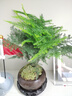 開(kāi)時(shí)果 文竹盆栽桌面擺件盆景 辦公室植物竹子水培綠植盆景源頭直發(fā)包郵 【熱銷(xiāo)款】舍得紫砂盆+苔蘚+底座 曬單實(shí)拍圖