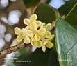 樂(lè )普升（LPS）【全網(wǎng)低價(jià)】修正帶筆式涂改帶可換替芯創(chuàng  )意筆形改正帶便攜高顏值學(xué)生文具共9189F綠1+12替芯 曬單實(shí)拍圖
