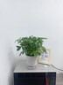 八方來(lái)財小盆栽鴨腳木四季常青桌面花卉景發(fā)財樹(shù)客廳甲醛室內招財 鴨腳木20-25cm【原土育苗盆】 曬單實(shí)拍圖