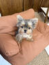 約克夏幼犬茶杯犬純種小體寵物狗金頭銀背金色約克夏小型犬雙血統 血統級 公 曬單實(shí)拍圖