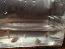 桃心金波子阿凡達(dá)鳳凰魚皮卡丘寶籃球熱帶觀賞魚活體熱帶魚觀賞魚 1.5-2cm中號(hào)金波子2條 曬單實(shí)拍圖