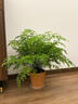 鐵線(xiàn)蕨類(lèi)植物小葉鐵耐陰盆栽室內客廳辦公室桌面綠植花卉懶人好養 A級鐵線(xiàn)蕨（中號白色極簡(jiǎn)豎紋陶瓷盆送肥料) 曬單實(shí)拍圖