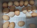 神丹可生食鮮雞蛋禮盒 無(wú)抗雞蛋谷物飼養雞蛋禮盒 30枚  3斤 曬單實(shí)拍圖